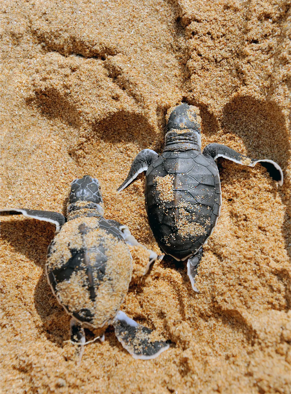 Hatchling Releases