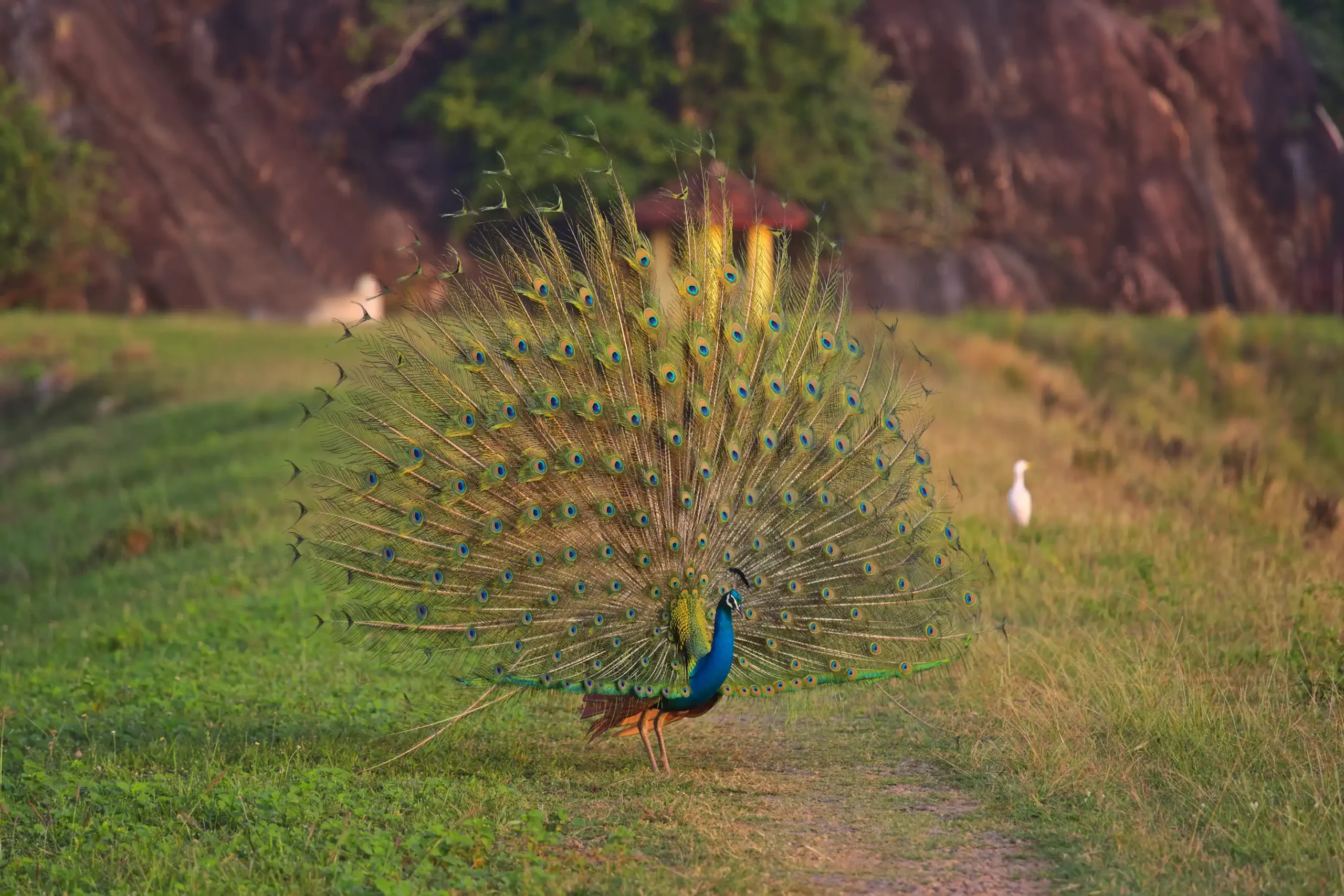 Uda Walawe National Park