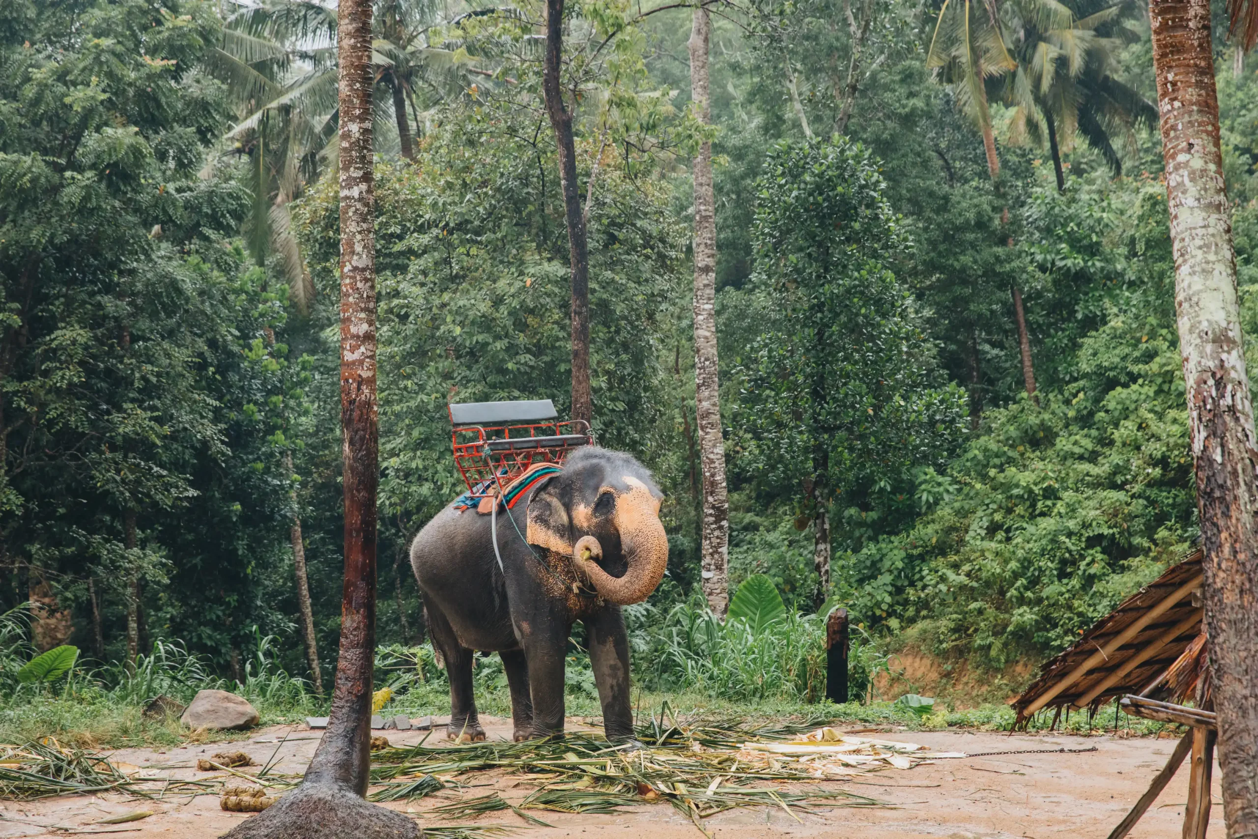 An Elephant ride