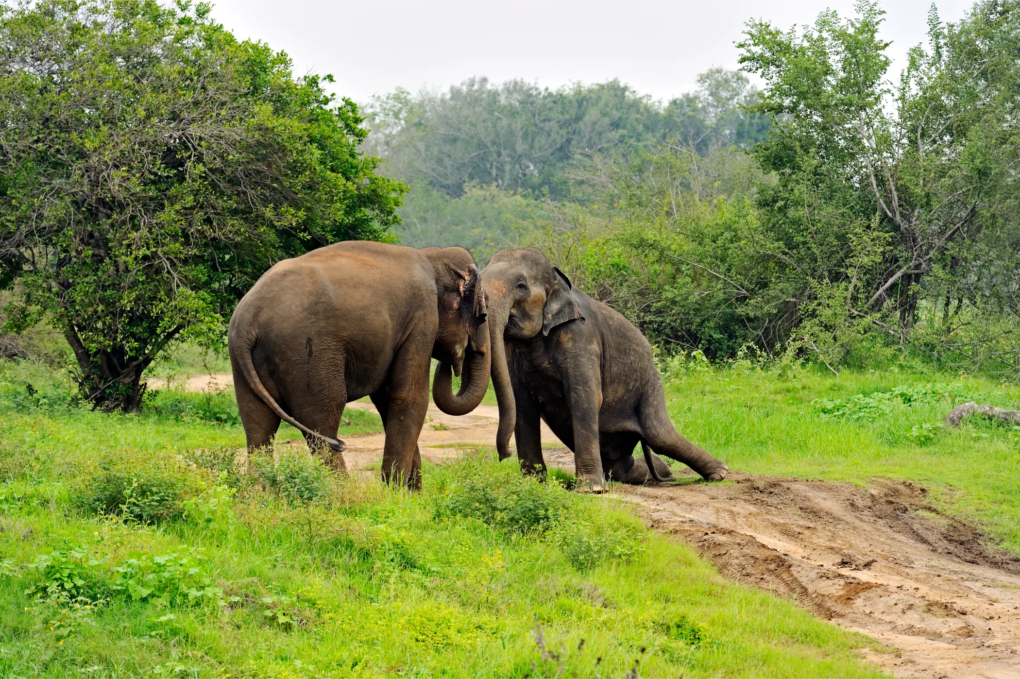National Parks in Sri Lanka