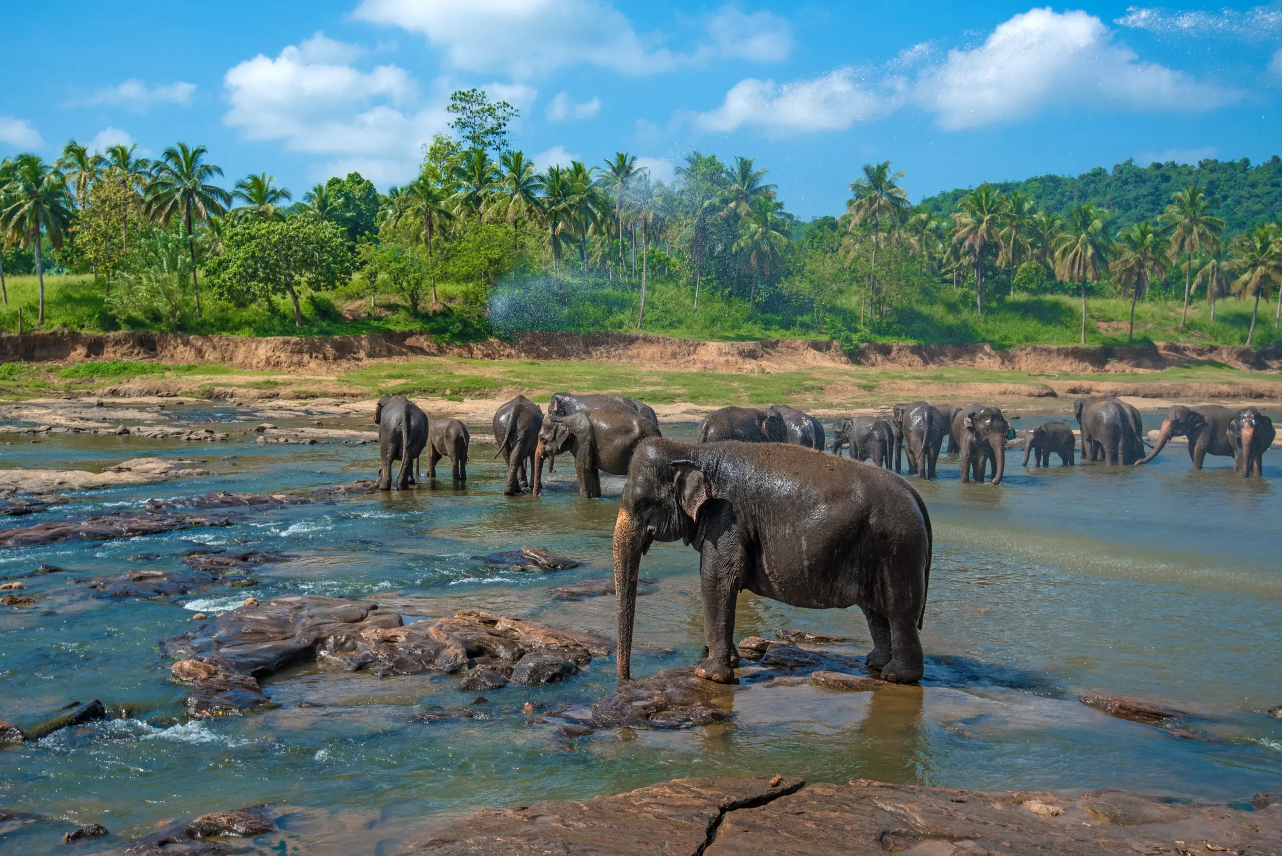 Wildlife in Sri Lanka