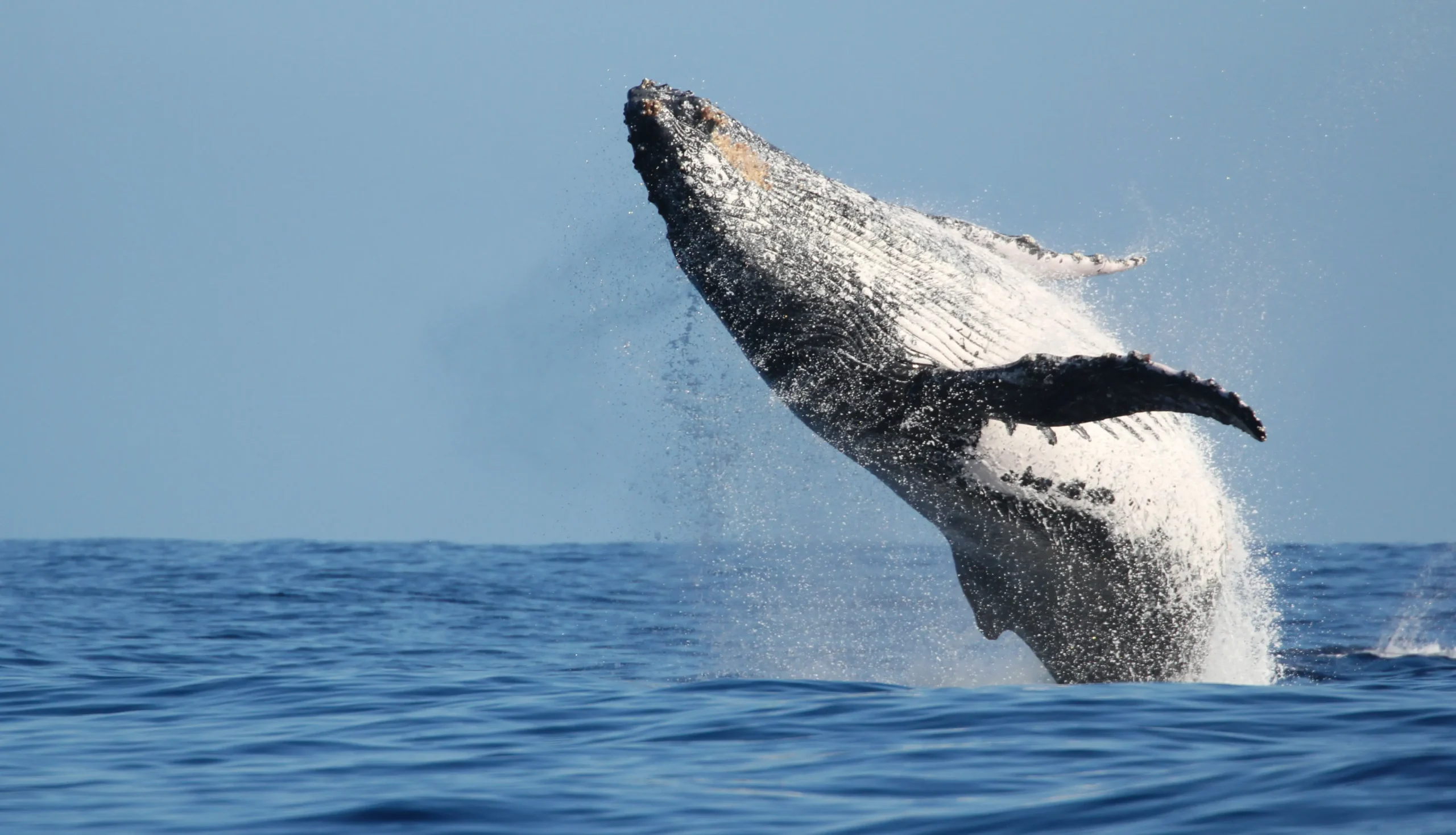 Whale Watching, Galle Fort & Colombo