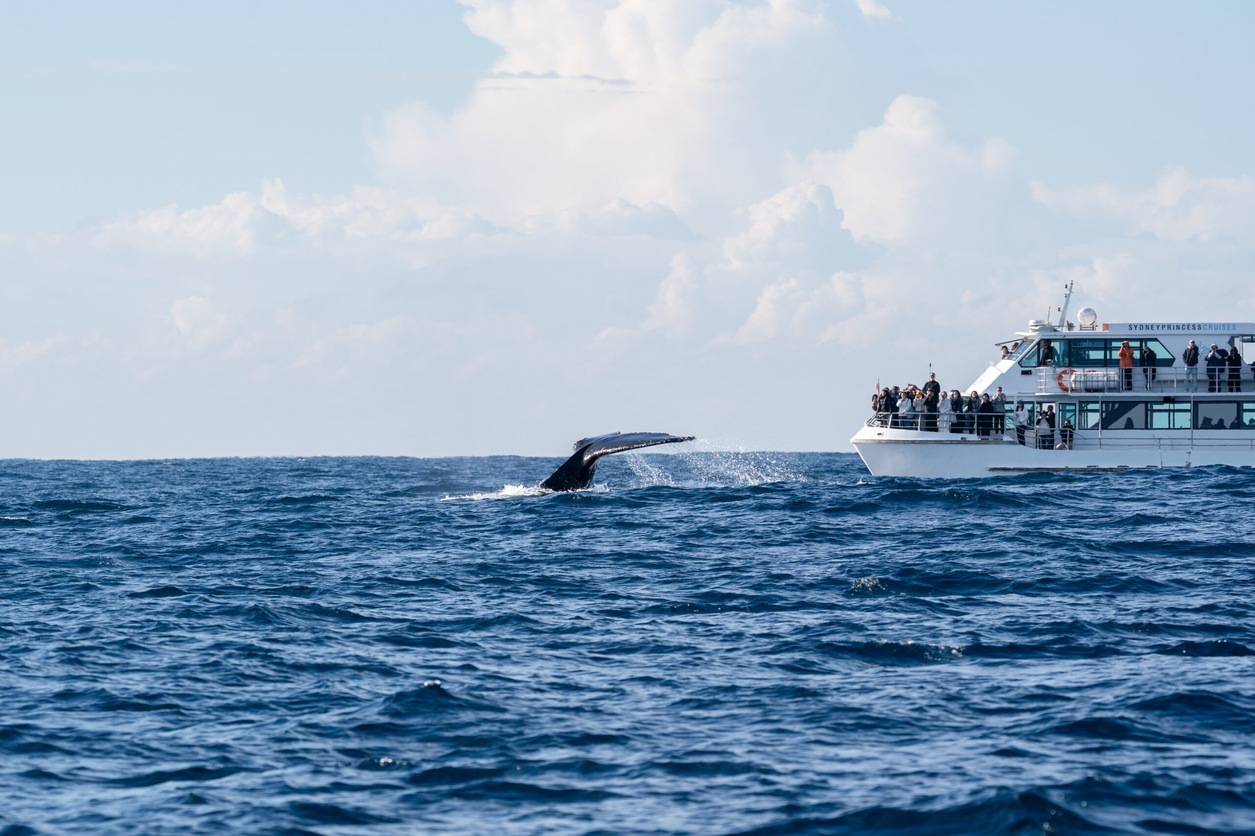 Whale watching in Sri Lanka