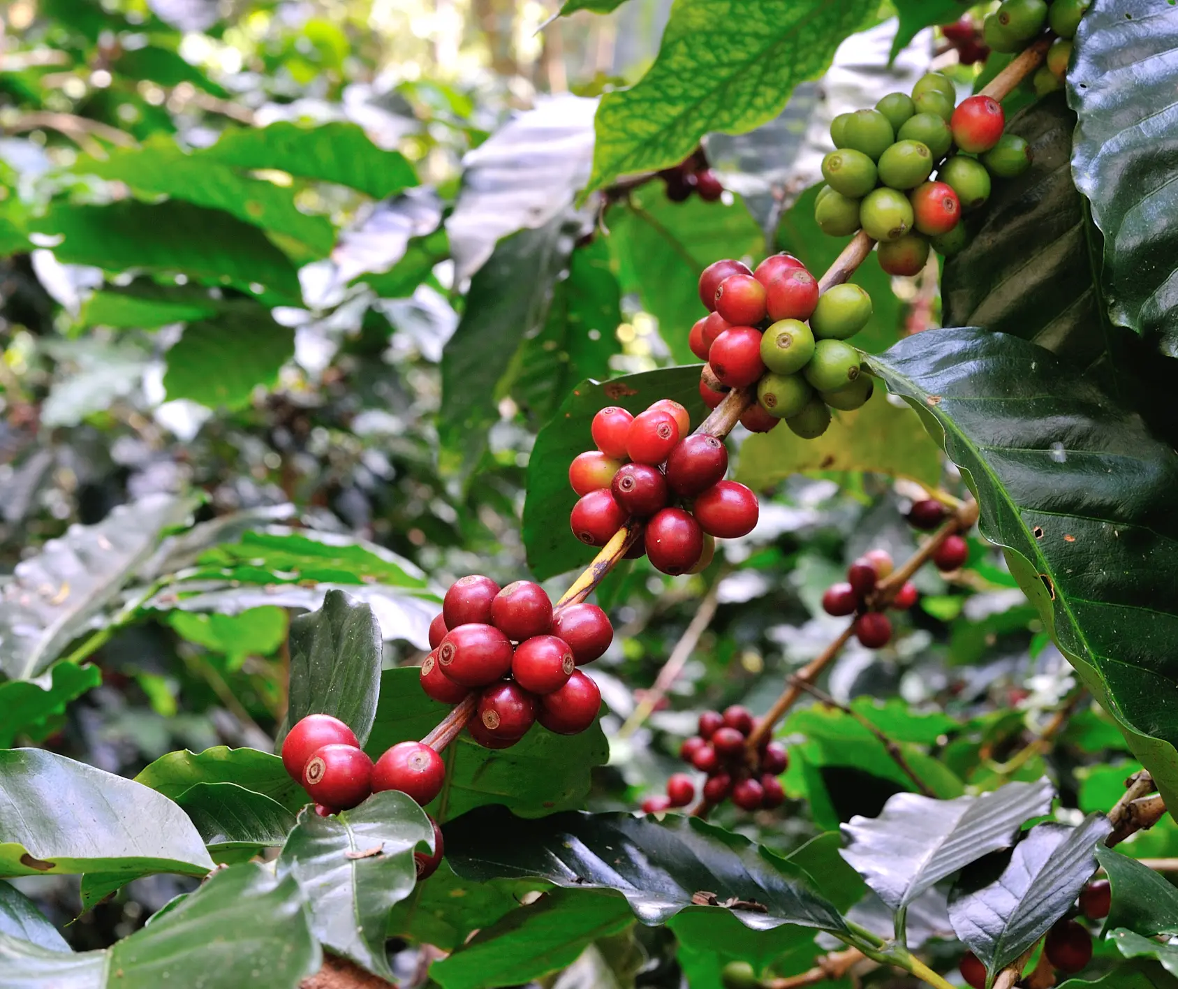 Coffee plantation Sri Lanka