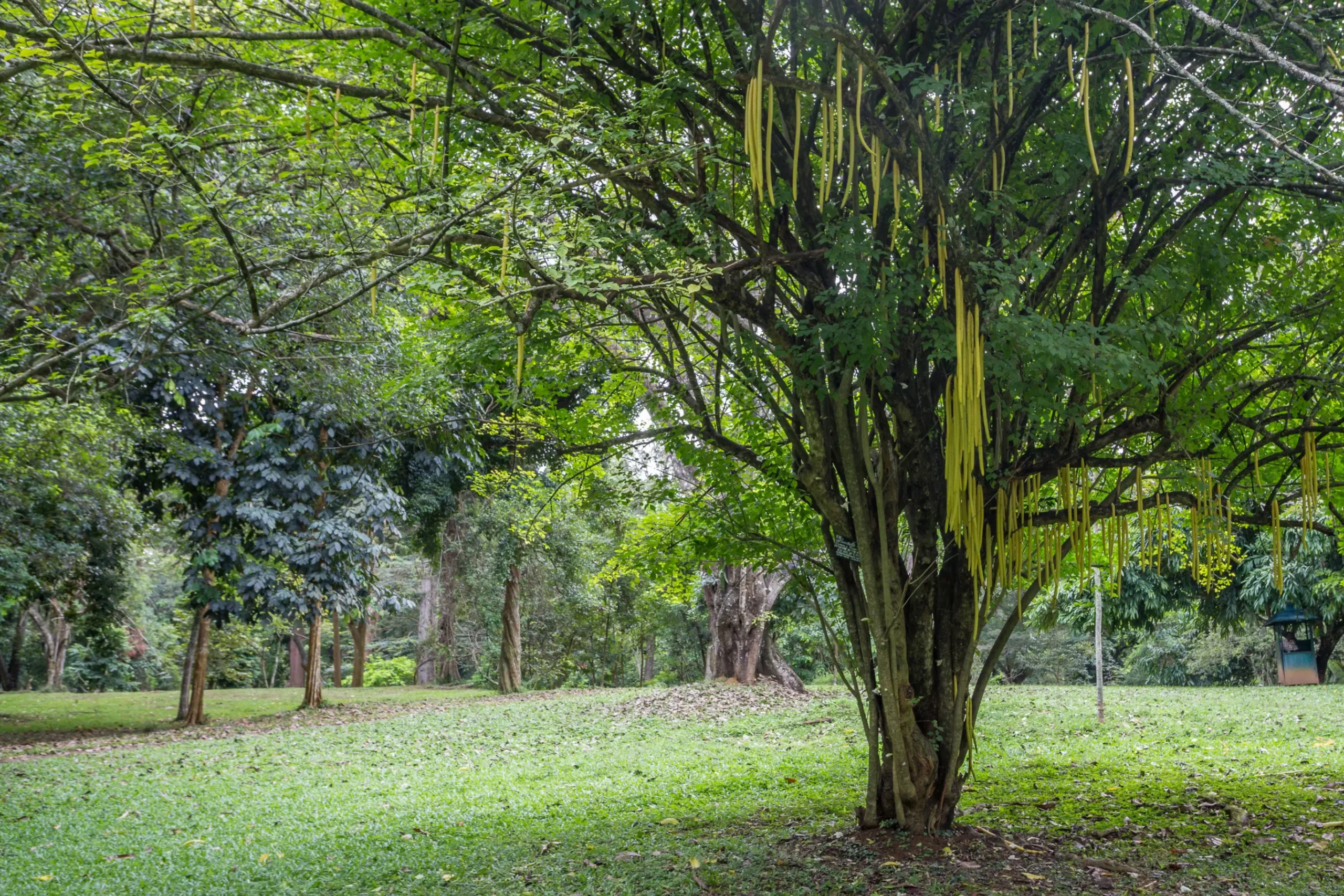 Temple of the Tooth & Royal Botanical Gardens