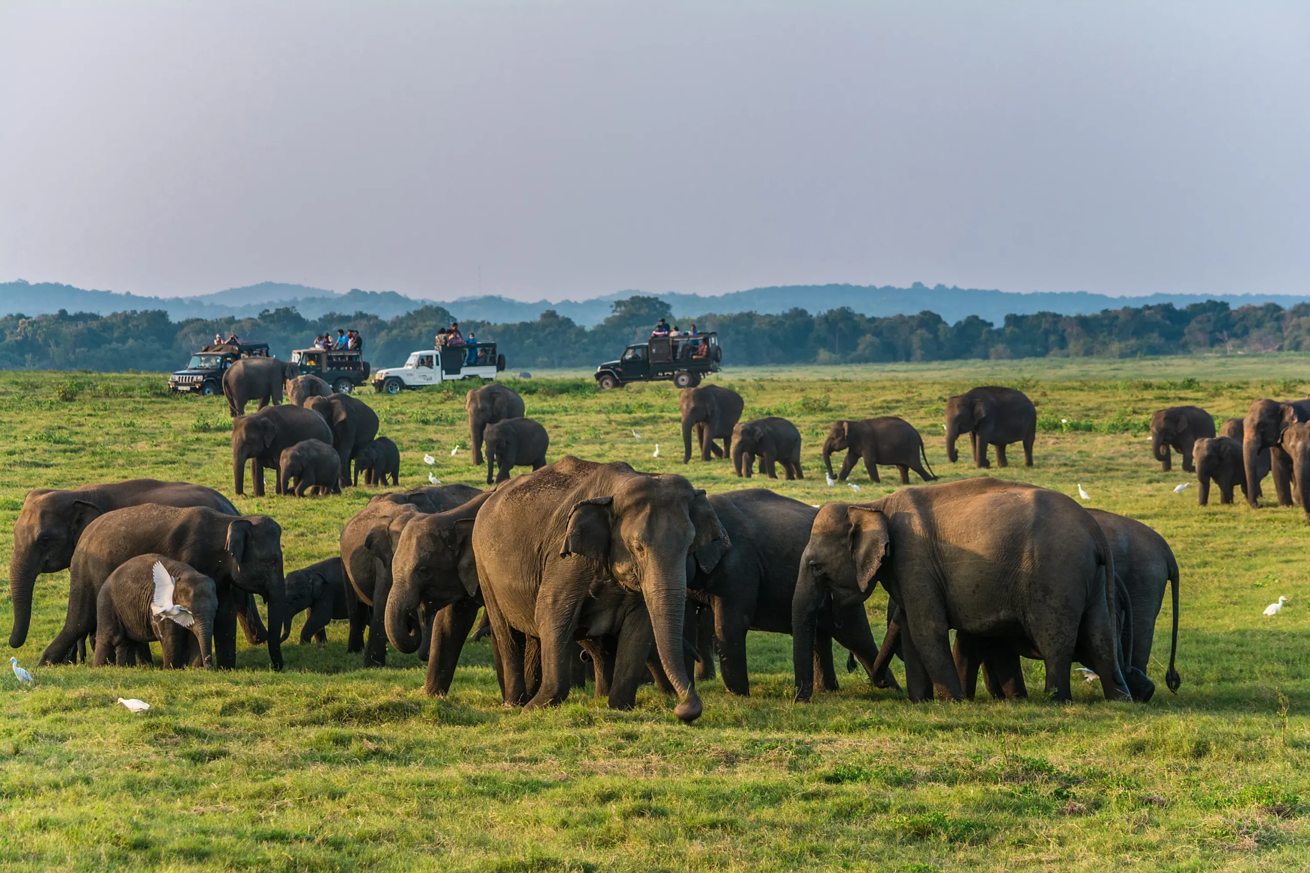 Elephants in Minneriya