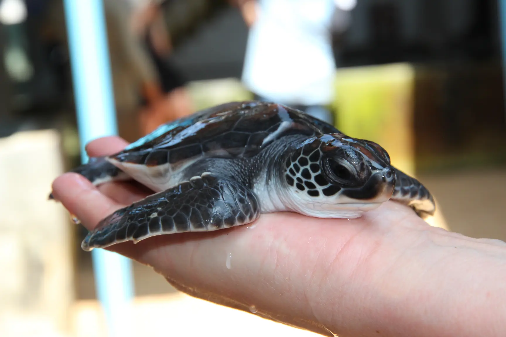 A Jewel of Conservation on Sri Lanka’s South Coast