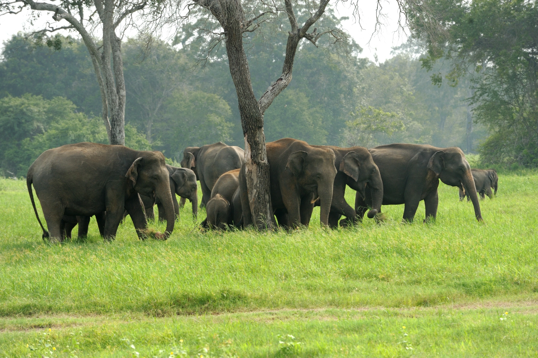 Minneriya National Park