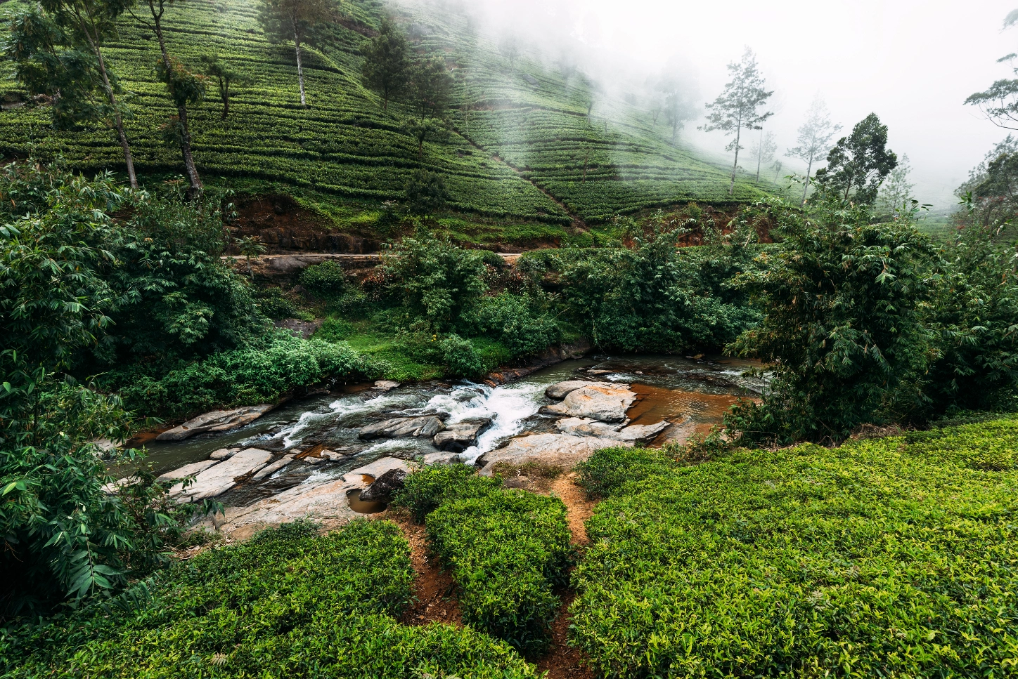 Nuwara Eliya & Tea Plantations