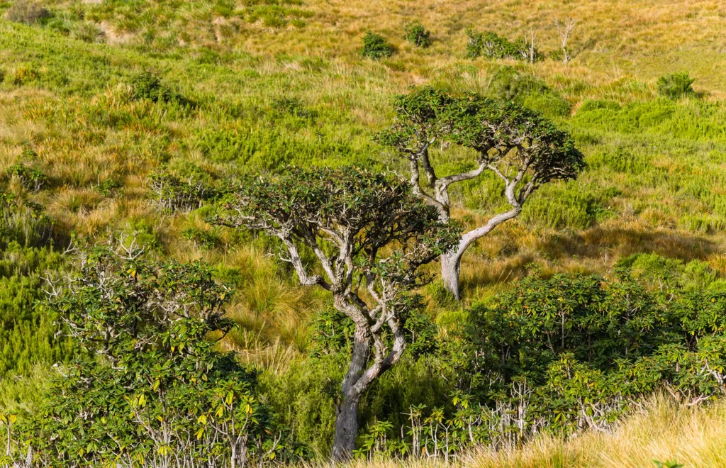 An outdoor daytime view in Sri Lanka featuring a lonely tree in a green meadow with rolling hills under a bright sky