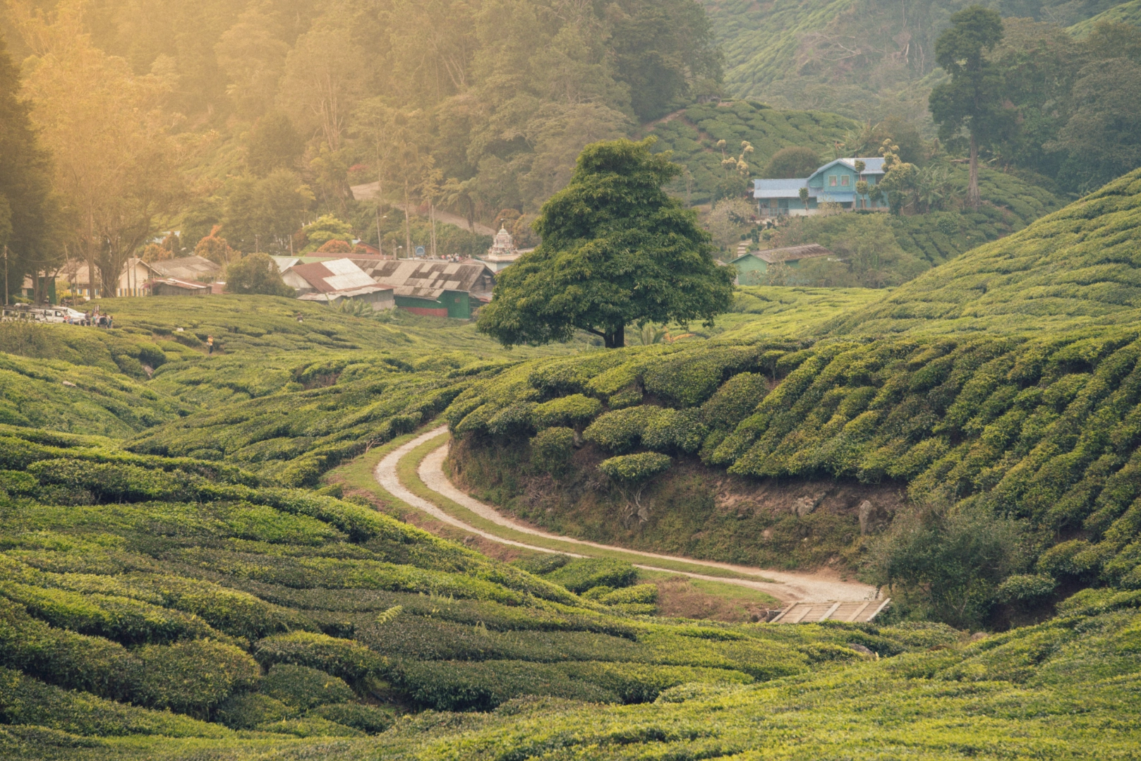 Tea Country & Nuwara Eliya