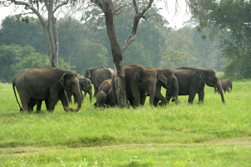 Minneriya National Park & Sigiriya Rock Fortress