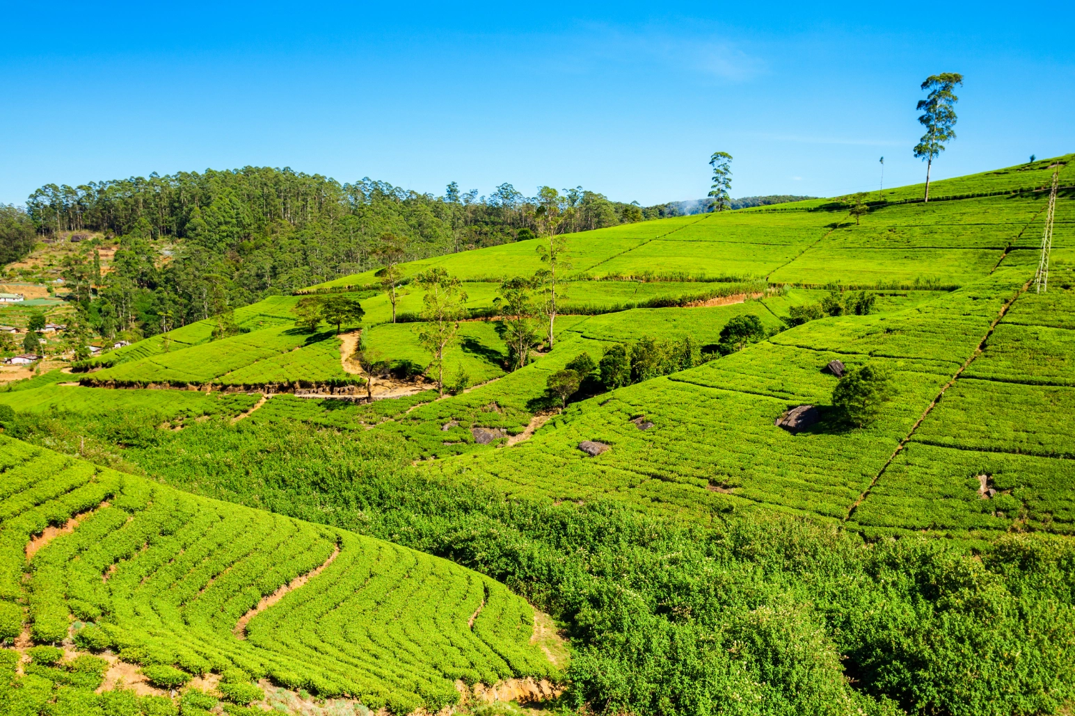 Tea Plantations, Nuwara Eliya & Ella Gap