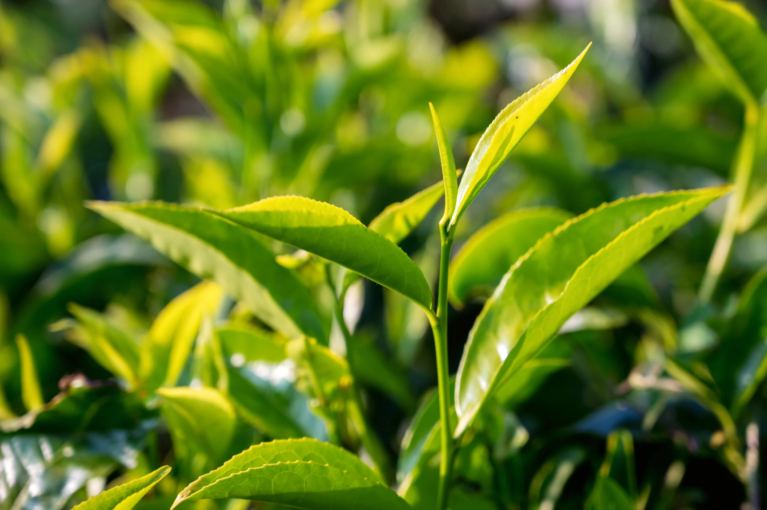 Tea Country