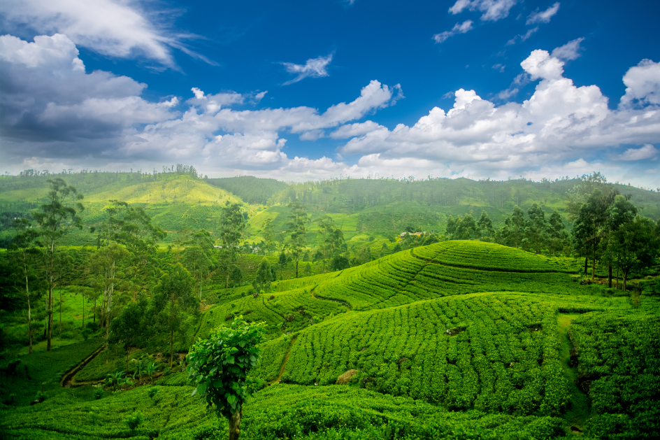 Kithulgala to Nuwara Eliya