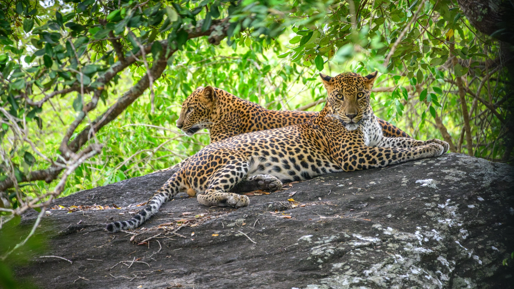 Yala National Park